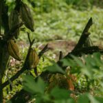 ‎XIIIe Conférence des Gouverneurs : Bandundu, une terre à vocation agricole face au contraste de son potentiel‎